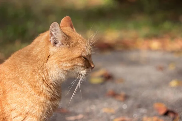 Parlak Kırmızı Yetişkin Bir Kedi Güneşli Havada Sonbahar Yapraklarının Arasında — Stok fotoğraf