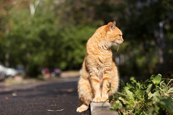 Beautiful Happy Ginger Cat Sits Sidewalk Sunny Autumn Weather Pet — Stock Photo, Image