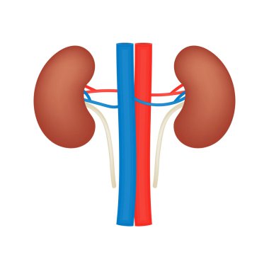 Böbrek vektör düz simgesi, damarlar ve arterler, insan organı, anatomi, tıbbi vektör illüstrasyon