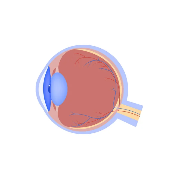 Icono plano del vector del globo ocular, órgano humano, anatomía ocular, ilustración del vector médico — Archivo Imágenes Vectoriales
