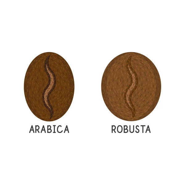 Kávésszemek, robusta és Arabica vektor lapos ikon fehér alapon — Stock Vector