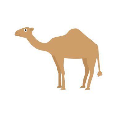 Düz tarzda deve simgesi, Afrika hayvan vektör illüstrasyon