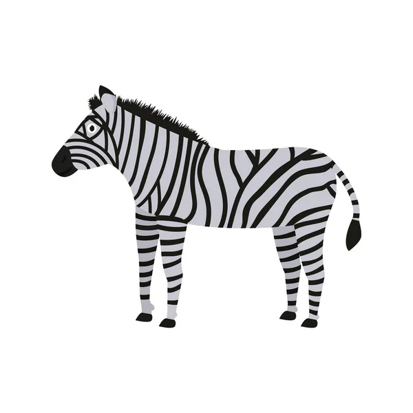 Zebra icon in flat style, african animal vector illustration — Stock vektor