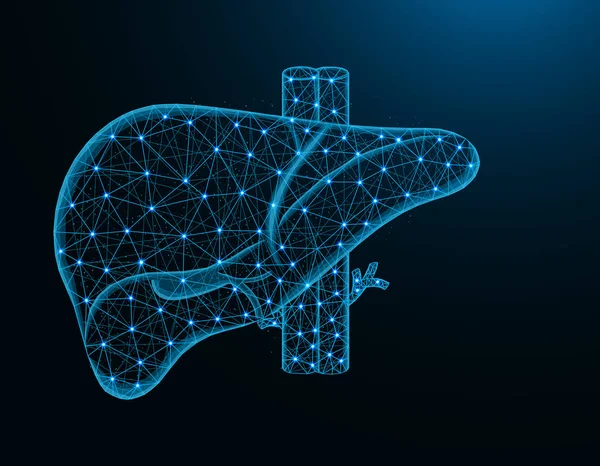 Leber mit Arterie und Venen Low-Poly-Modell, menschliche Organe abstrakte Grafiken, Anatomie polygonale Drahtvektorillustration auf dunkelblauem Hintergrund — Stockvektor