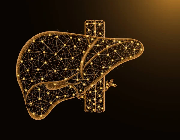 Hígado con arteria y venas modelo polivinílico bajo, órganos humanos gráficos abstractos, anatomía poligonal wireframe vector ilustración sobre fondo amarillo oscuro — Vector de stock