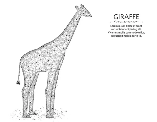 Giraffe nízký Poly design, Africká zvířecí abstraktní grafika, savec polygonální drátový vektor, ilustrace vyrobený z bodů a čar na bílém pozadí — Stockový vektor