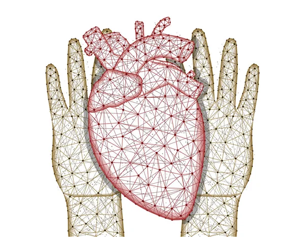 Hands and human heart low poly design, human organ in polygonal style, cardiology wireframe vector illustration made from points and lines on a white background — Stock Vector