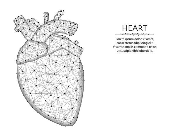 Heart with aorta and veins low poly design, human organs abstract graphics, anatomy polygonal wireframe vector illustration made from points and lines on a white background — Stock Vector