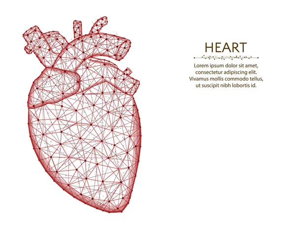 Сердце с аортой и венами низкого поли дизайн, человеческие органы абстрактная графика, анатомия многоугольной проводной векторной иллюстрации сделаны из точек и линий на белом фоне — стоковый вектор
