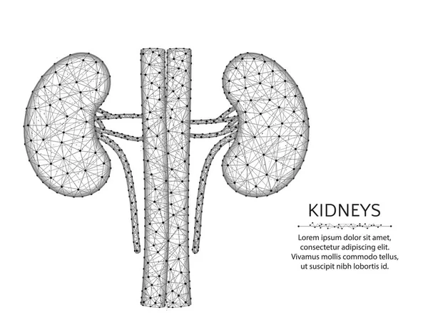 Riñones con arteria y venas de bajo diseño poli, órganos humanos gráficos abstractos, anatomía poligonal wireframe vector ilustración hecha de puntos y líneas sobre un fondo blanco — Vector de stock