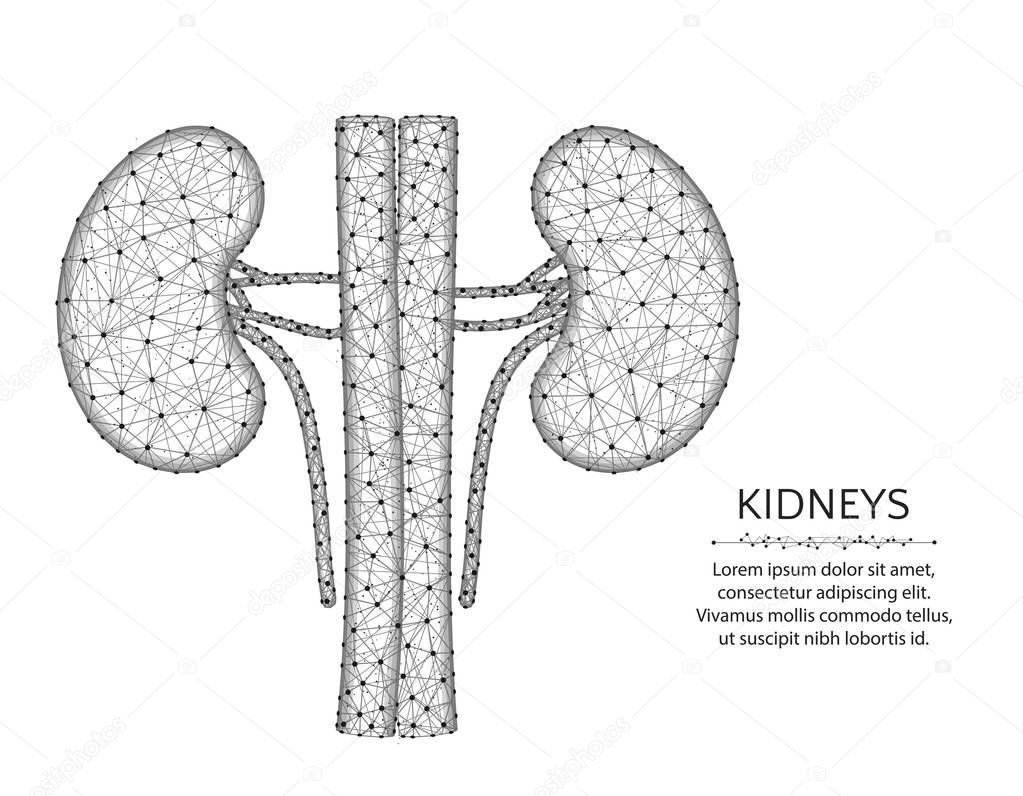 Kidneys with artery and veins low poly design, human organs abstract graphics, anatomy polygonal wireframe vector illustration made from points and lines on a white background