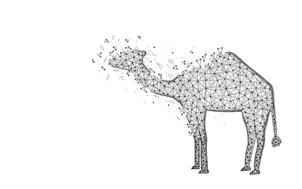 Camel Low Poly design, afrikansk djur abstrakt geometrisk bild, Zoo wireframe mesh månghörnigt vektor illustration gjord av punkter och linjer på vit bakgrund — Stock vektor