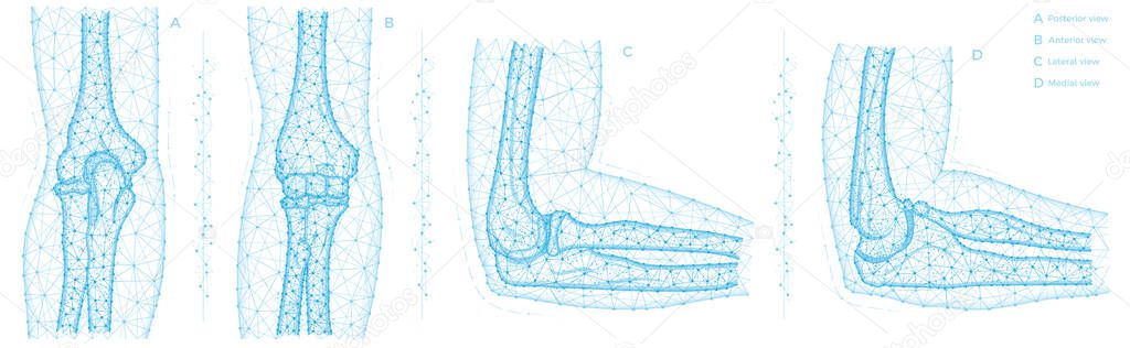 Human elbow joint polygonal vector illustration. Arm bones anatomy concept. Medical abstract low poly design on a white background