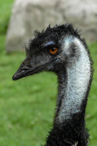 Emu head close up outside