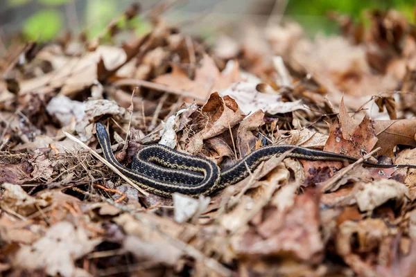 Doğada Garter Yılanı — Stok fotoğraf