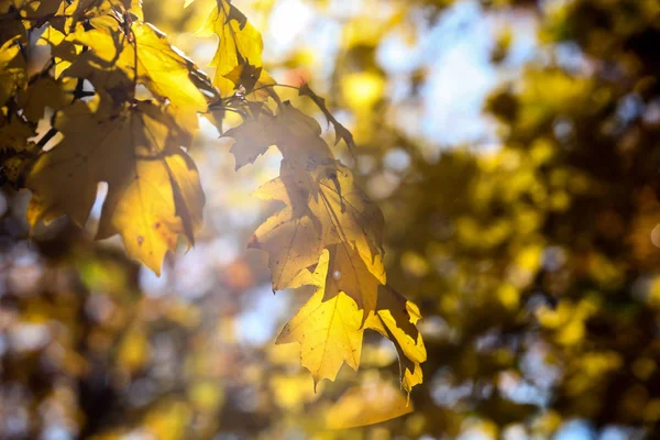 Foglie di colore giallo autunno in retroilluminazione — Foto Stock