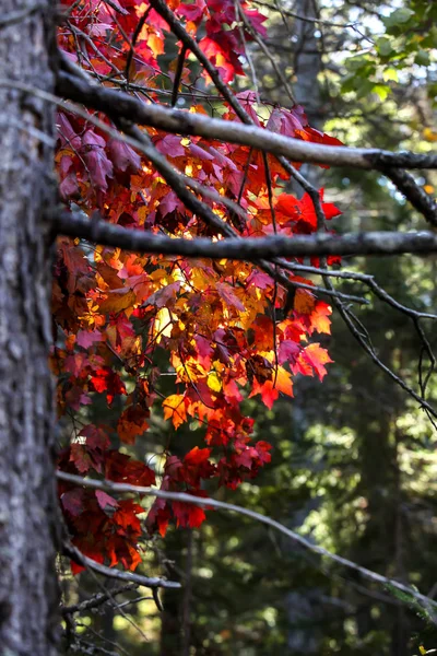 Podzimní leves s červenými barvami — Stock fotografie