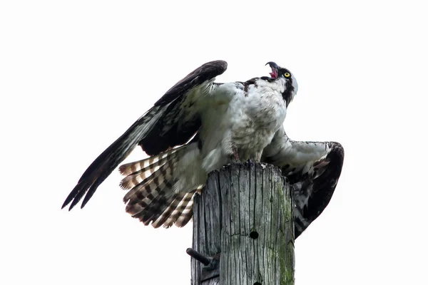 Osprey sentado en la piscina con el ratón abierto y la lengua hacia fuera con blanco — Foto de Stock