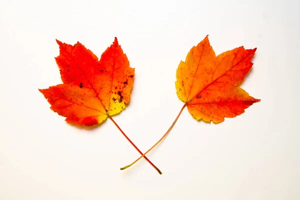 To blader på hvit bakgrunn – stockfoto