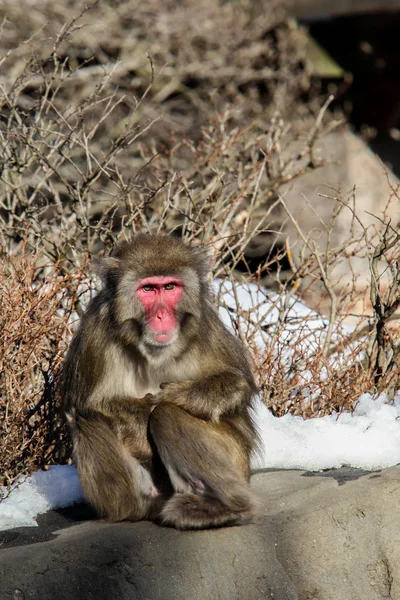 Macaco da neve — Fotografia de Stock