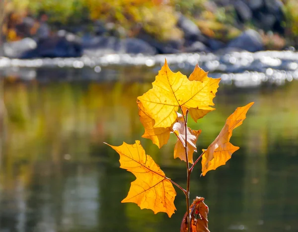 Autunno foglie colorate vicino all'acqua con messa a fuoco selettiva — Foto Stock