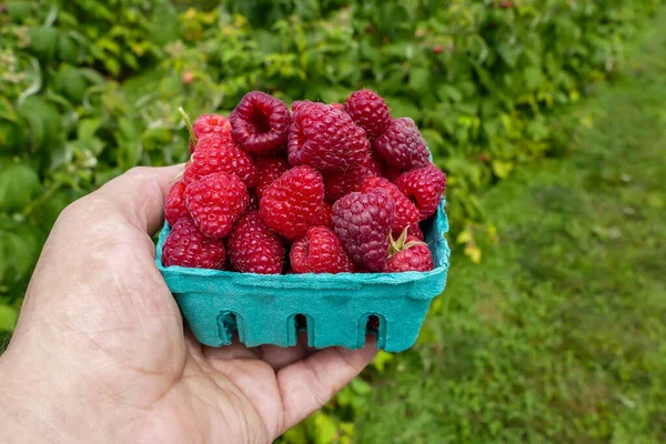 Raspberries Container Green Paper — Stock Photo, Image