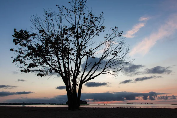Sahildeki Ağaç Silueti Gökyüzünde Güzel Sabah Renkleriyle — Stok fotoğraf