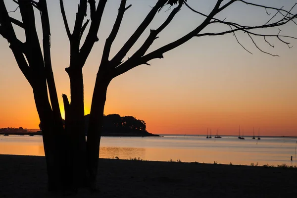 Sabah Gün Doğumu Ağaçla Renkli Gökyüzüyle Kumsalda — Stok fotoğraf