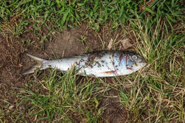 Ölü balıklar çimlerin etrafında çimenler var.