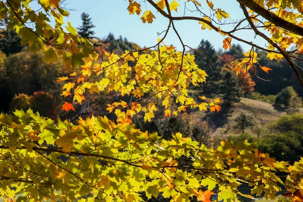 Красивые Осенние Цветные Листья Штата Вермонт — стоковое фото
