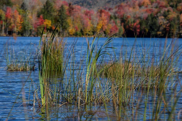 Зеленая Трава Воде Осенних Цветных Деревьев Заднем Плане — стоковое фото