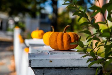 Cadılar Bayramı için küçük balkabakları.