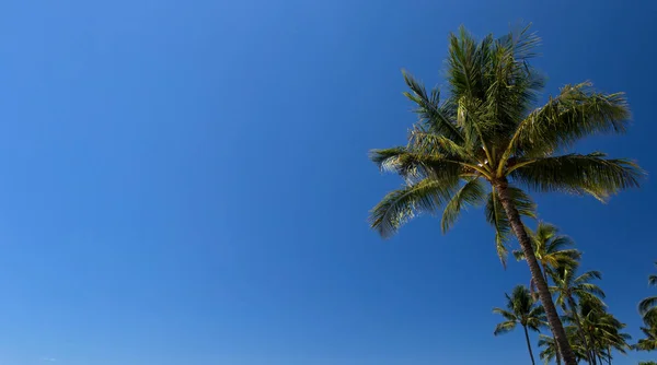 Die Palme Auf Dem Hintergrund Des Blauen Wolkenlosen Himmels Tropen — Stockfoto