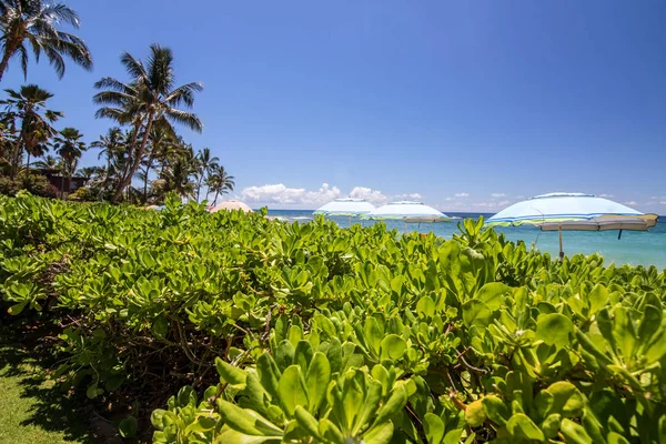 カウアイ島 ハワイ 米国砂浜ビーチ ポイプの空のビーチ パラソル — ストック写真