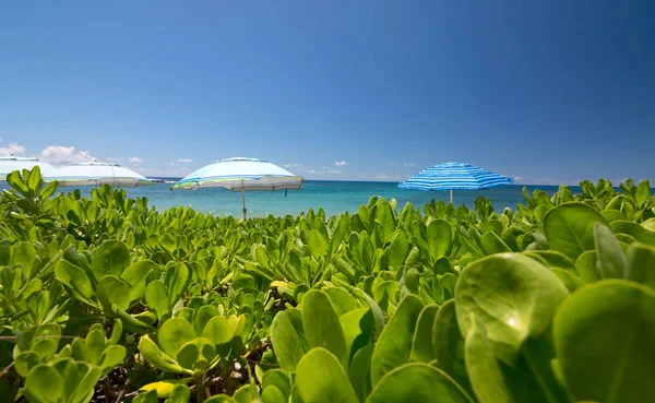 ポイプ周辺地域 カウアイ島 ハワイ 米国の傘を公共の砂浜ビーチのオーシャン ビュー — ストック写真