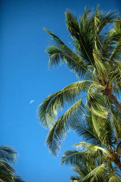 Die Palme Auf Dem Hintergrund Des Blauen Wolkenlosen Himmels Verschwommener — Stockfoto