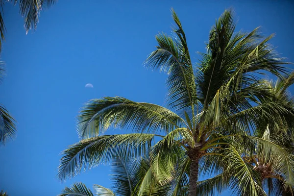 Die Palme Auf Dem Hintergrund Des Blauen Wolkenlosen Himmels Verschwommener — Stockfoto