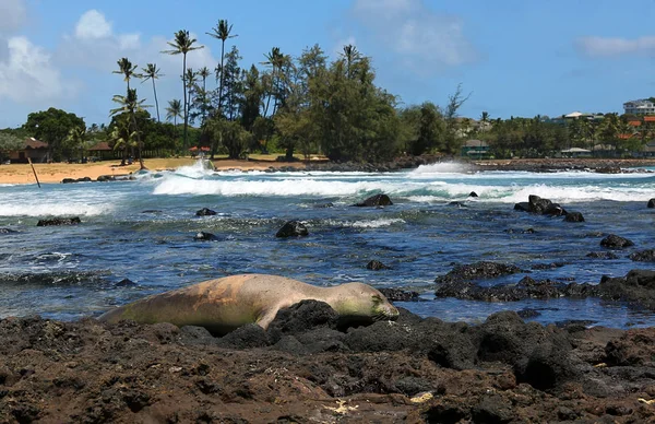 Foca Monaca Trova Sulla Riva Lavica Kauai Hawaii Usa — Foto Stock