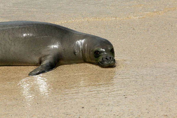 Monk Seal Sandy Beach Kauai Hawaii Usa — Stock Photo, Image