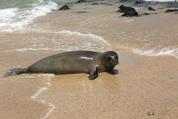 Monk Seal Sandy Beach Kauai Hawaii Usa — Stock Photo, Image