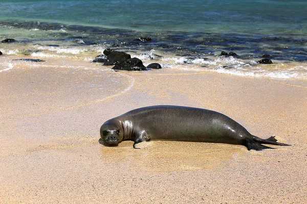 Monk Seal Sandy Beach Kauai Hawaii Usa — Stock Photo, Image