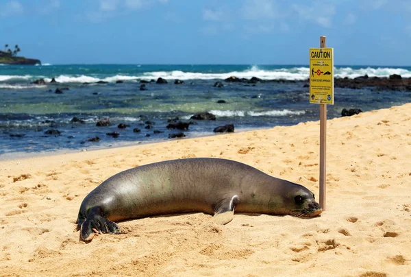 Landscape View Public Beach Monk Seal Resting Sandy Shore Caution — Stock Photo, Image