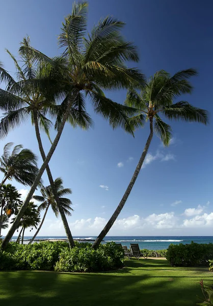 Vista Playa Tropical Con Palmeras Mañana Tranquila Kauai Hawaii —  Fotos de Stock