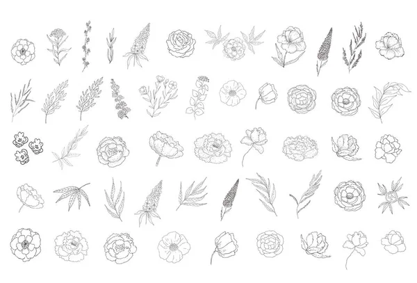 Conjunto de elementos de design floral — Vetor de Stock