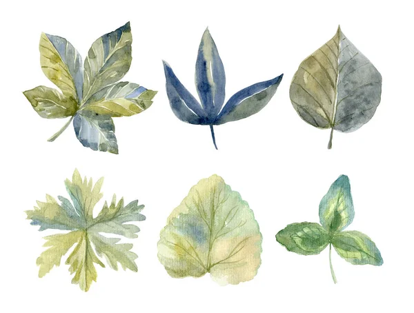 Ensemble de feuilles aquarelle dessinées à la main, feuillage aquarelle — Photo