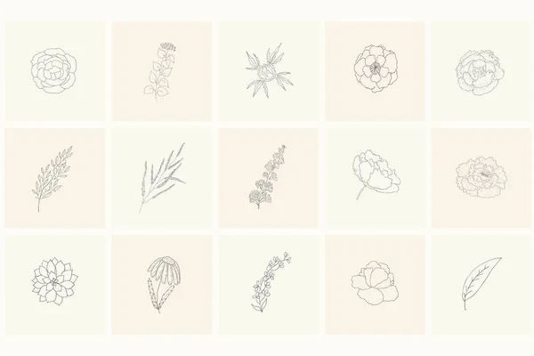 Pakket floral designelementen, planten, takken, bladeren, rose, peony. — Stockvector