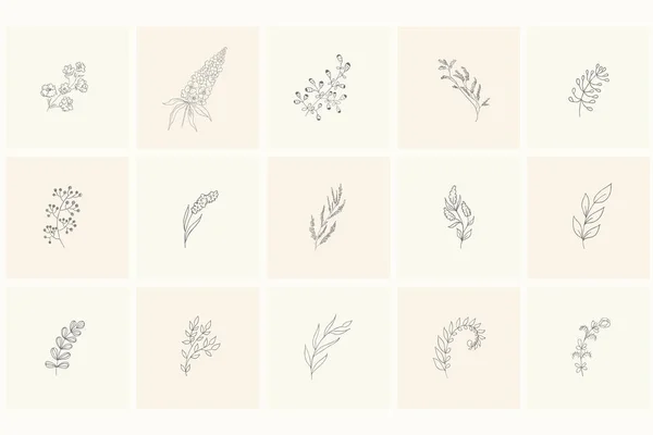 Set of floral design elements: plants, branches, leaves. — Stock Vector
