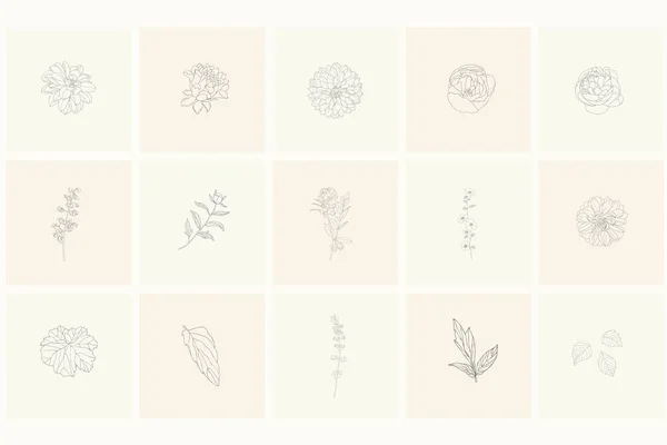 Ensemble d'éléments de design floral : plantes, branches, feuilles, rose, pivoine . — Image vectorielle