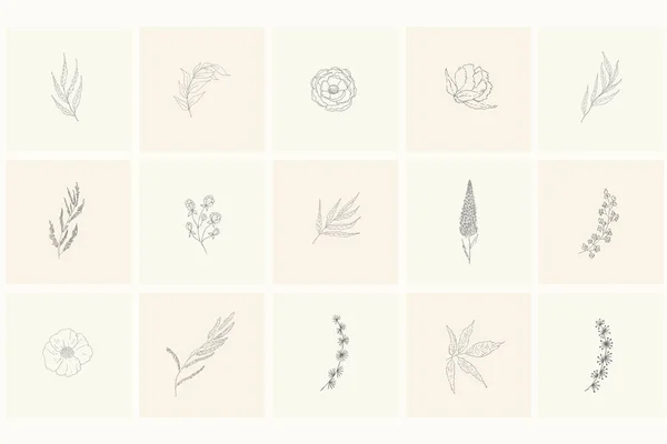 Conjunto de elementos de diseño floral: plantas, ramas, hojas, rosa, peonía . — Archivo Imágenes Vectoriales