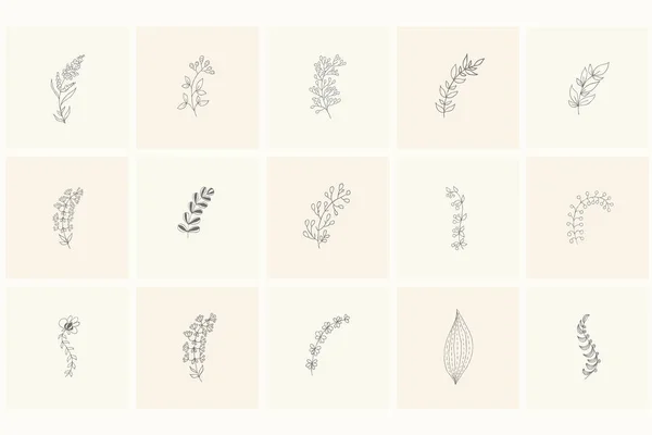 꽃 디자인 요소: 식물, 가지, 잎. — 스톡 벡터